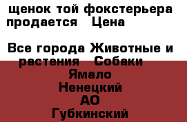 щенок той-фокстерьера продается › Цена ­ 25 000 - Все города Животные и растения » Собаки   . Ямало-Ненецкий АО,Губкинский г.